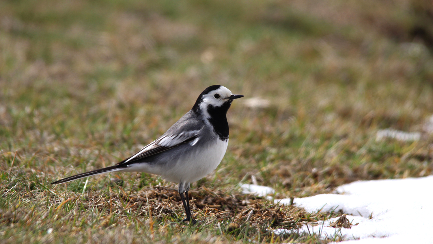 White Wagtail
